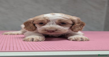 Cockapoo dogs Stunning health tested F1 cockapoo puppies - Advert 4