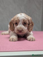 Cockapoo dogs Stunning health tested F1 cockapoo puppies - Advert 4