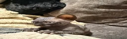 Sphynx cats for sale: 💙🩷 gorgeous sphynx baby’s 🩷💙 1 girl back up  - Advert 38