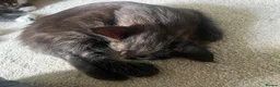 Maine Coon cats for sale: Maine Coon Kittens  - Advert 17