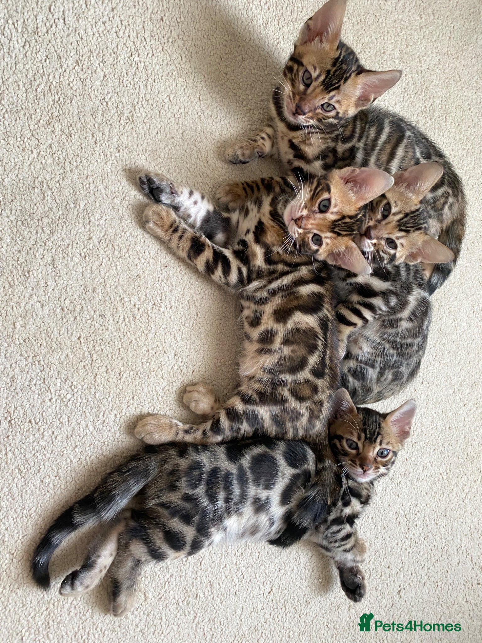 Bengal cats Bengal Wonderful Kitten.TICA registered😸😽😻✨✨✨ - Advert 1