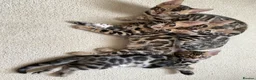 Bengal cats for sale: Bengal Wonderful Kitten.TICA registered😸😽😻✨✨✨ - Advert 3