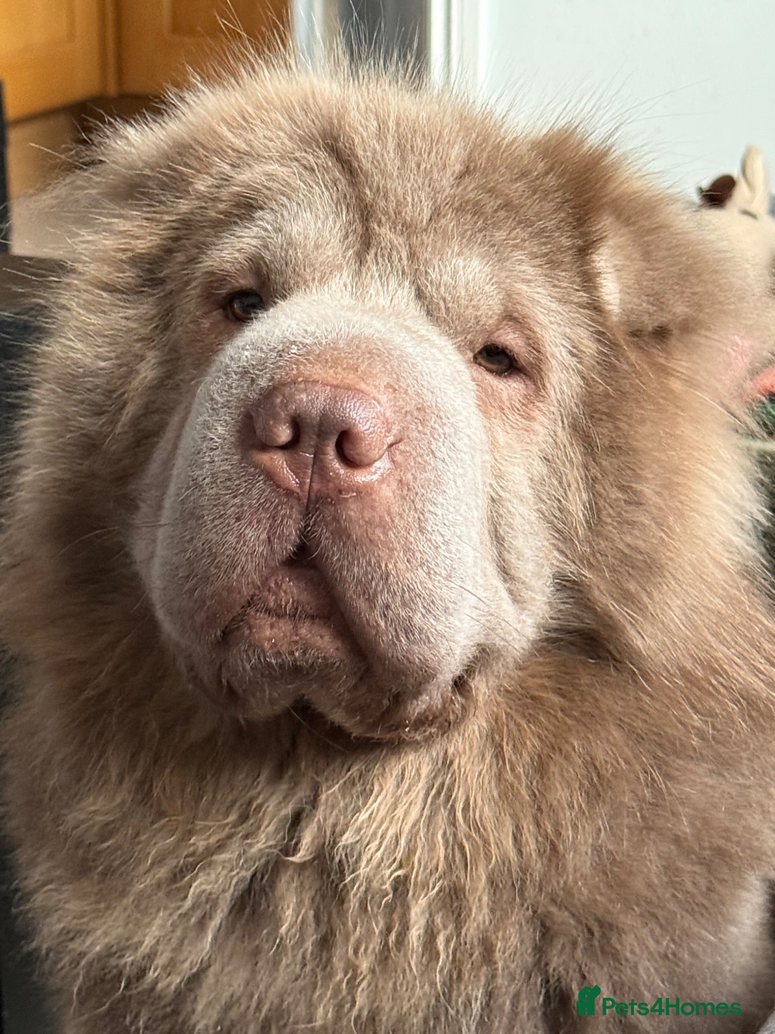 Shar Pei dogs Beautiful Bear Coat Shar Pei for stud🔥🔥🔥 - Advert 2