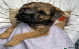 Border Terrier dogs for stud: KC border terrier  - Image 5