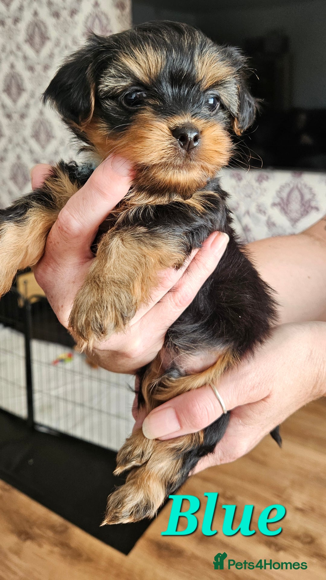 Morkie dogs for sale: Adorable Morkies - Image 6