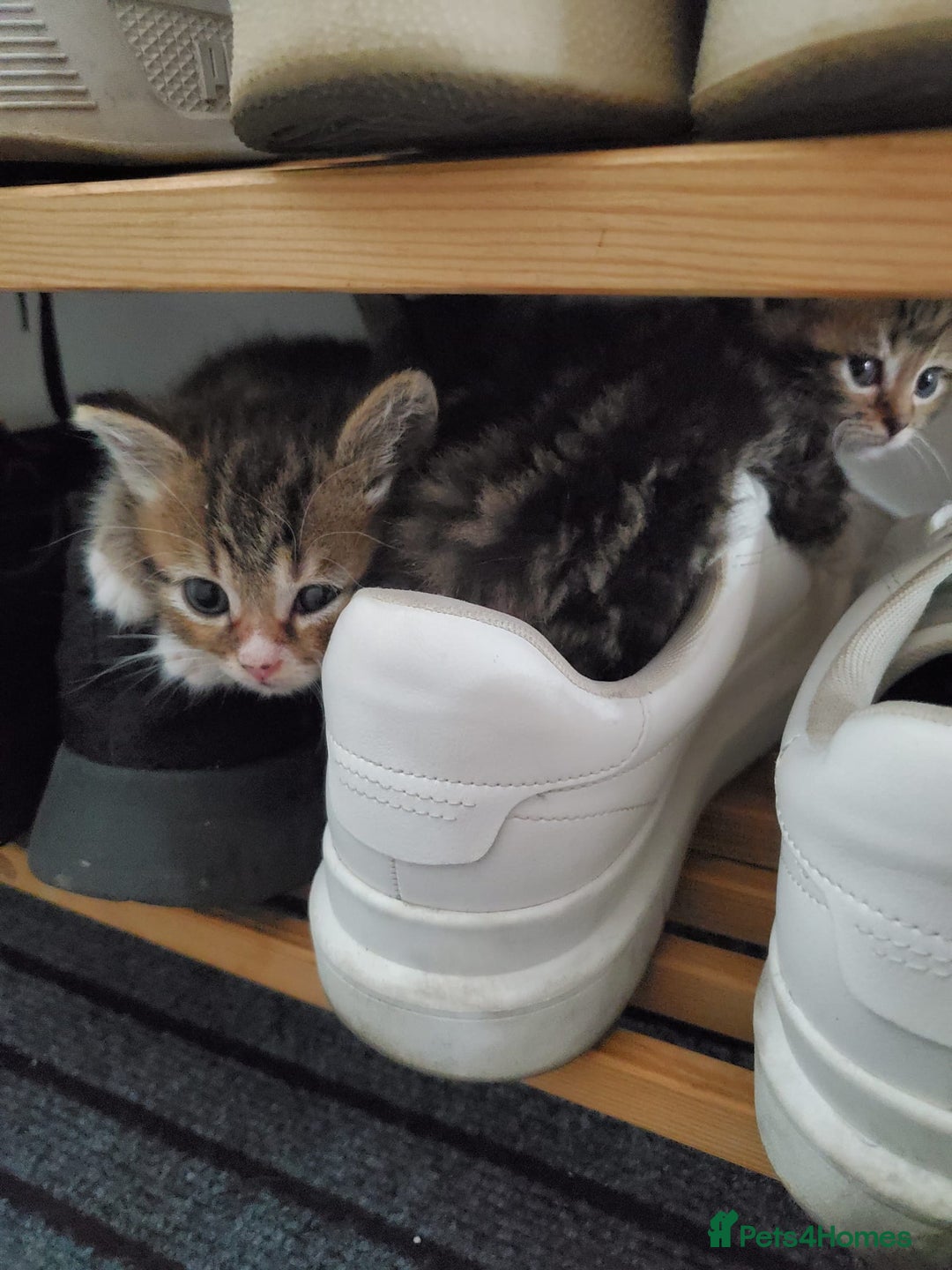 British Shorthair cats for sale: Adorable British Shorthair x Tabby Kittens - Image 7