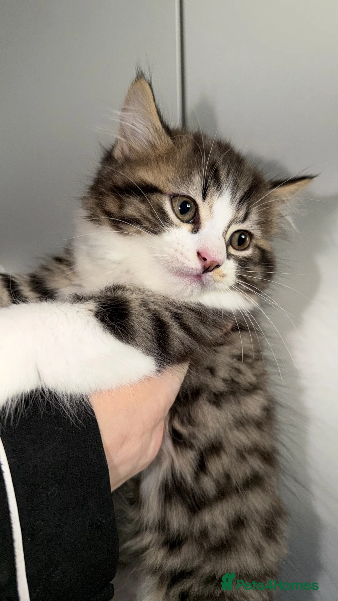 Mixed Breed cats for sale: Two gorgeous boys Persian x Ragdoll in Glasgow - Advert 2