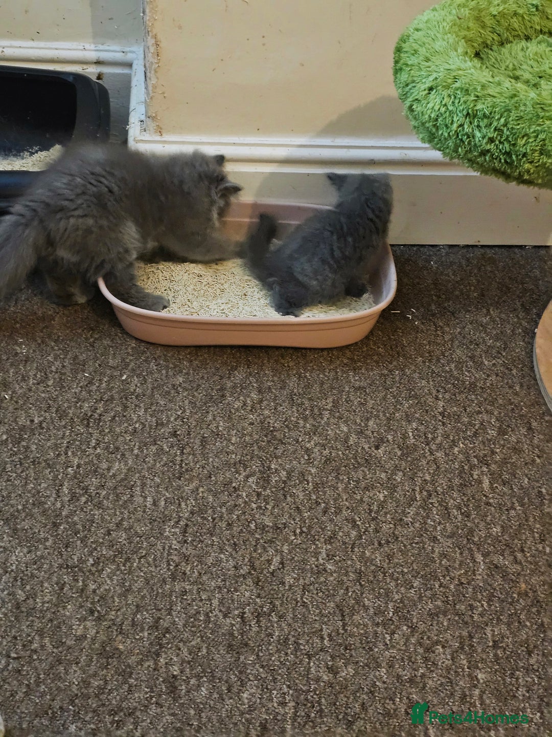 British Shorthair cats for sale: British shorthair and longhair  - Image 14