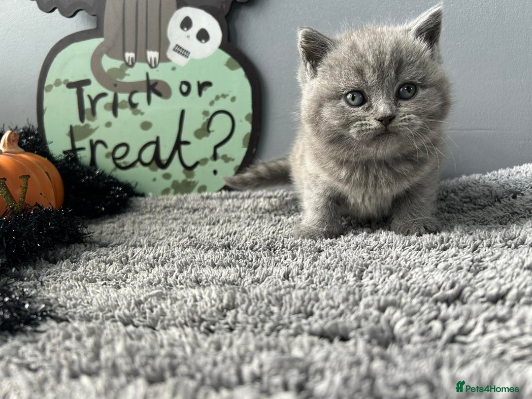 British Shorthair cats for sale: Beautiful British Shorthair Kittens - Image 11