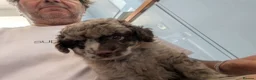 Pomapoo dogs for sale: 2 Beautiful Mottled Pomapoo Pups 1 Female 1. Male - Advert 15