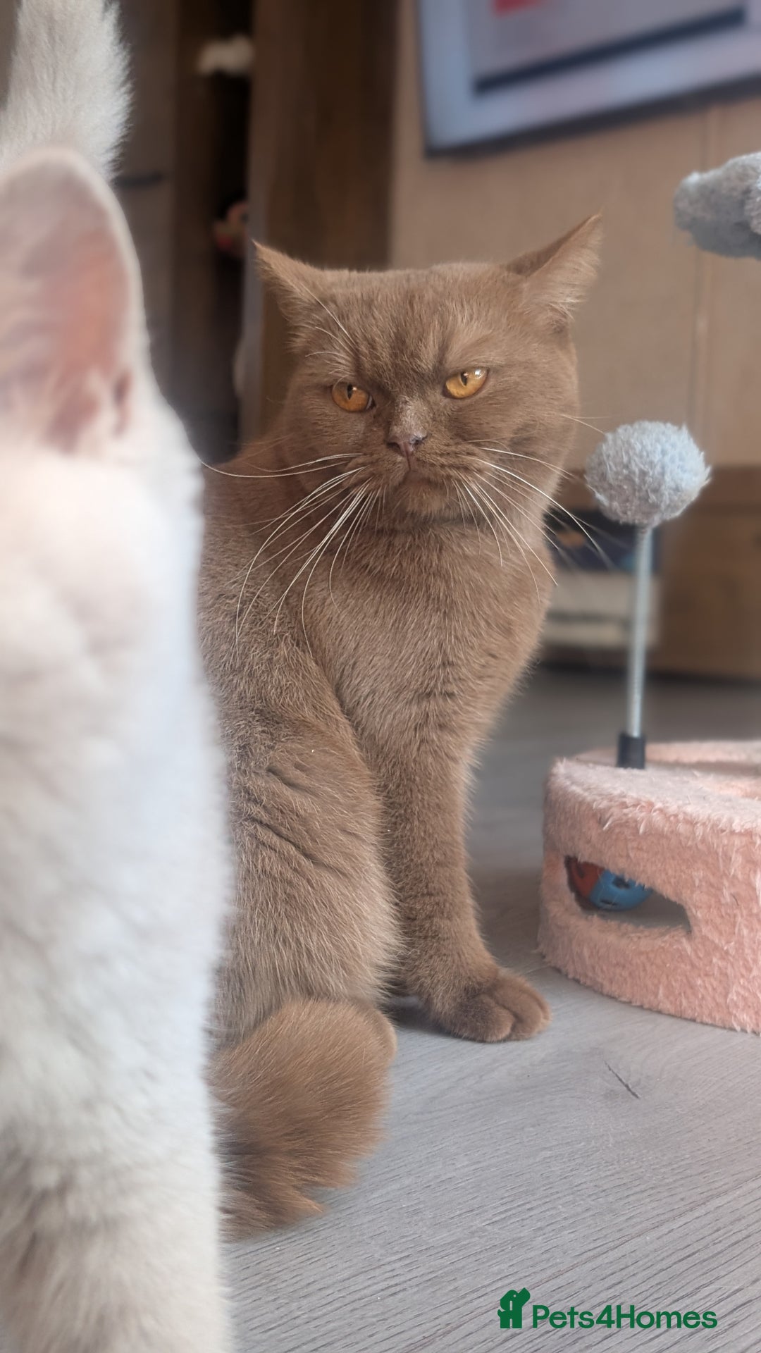 British Shorthair cats for sale: Active GCCF cinnamon female  - Advert 7