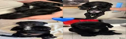 Cocker Spaniel dogs for sale: 11 week old working cocker pup - Advert 22
