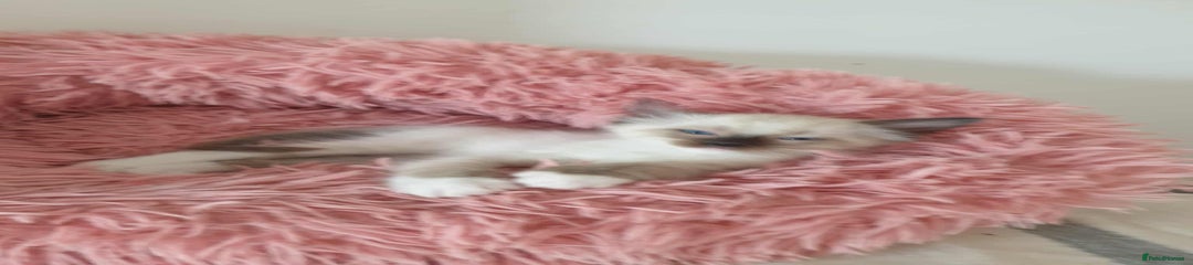 Ragdoll Kitten 2
