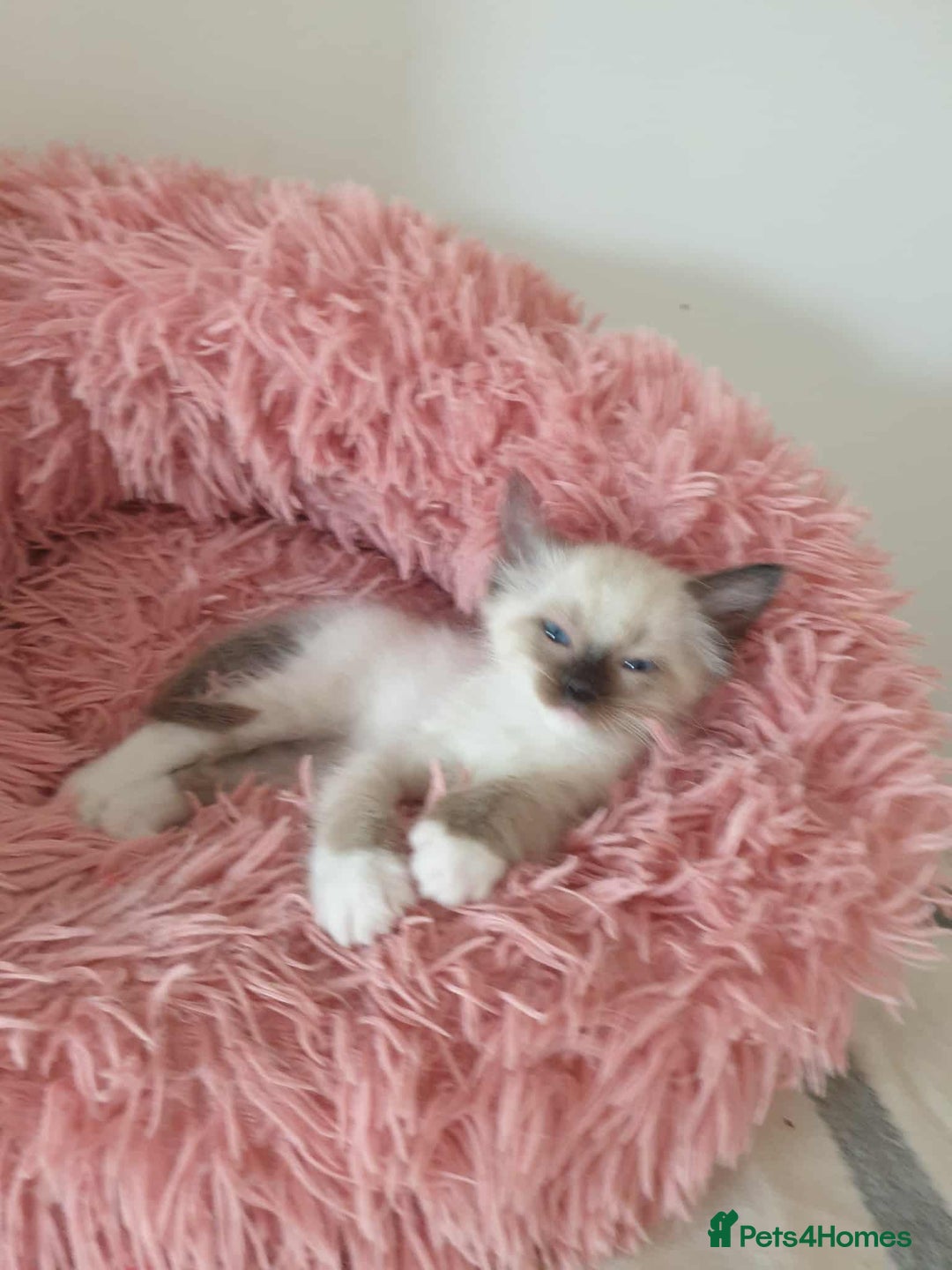 Ragdoll cats for sale: Ragdoll kittens  - Image 3