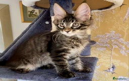 Maine Coon cats for sale: 🏡 GCCF Maine Coon Kittens – Only 1 Available  in Banbury - Image 2