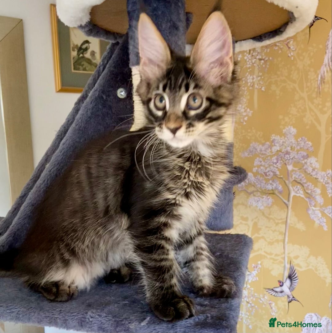Maine Coon cats for sale: 🏡 GCCF Maine Coon Kittens – Only 1 Available  in Banbury - Image 2