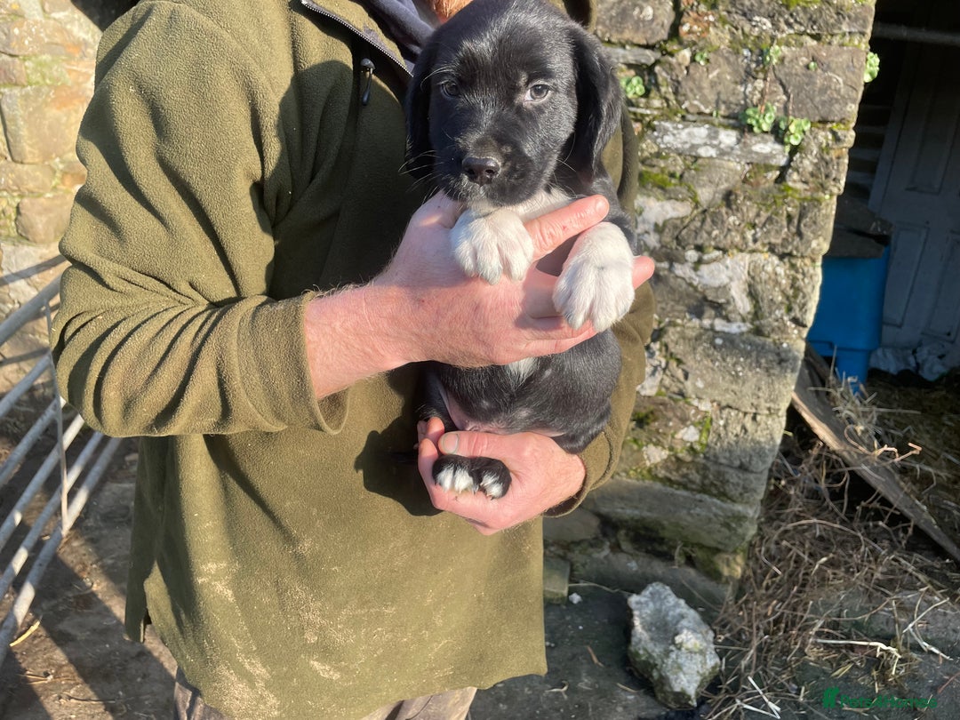 Mixed Breed dogs for sale: Sprollies  - Advert 4