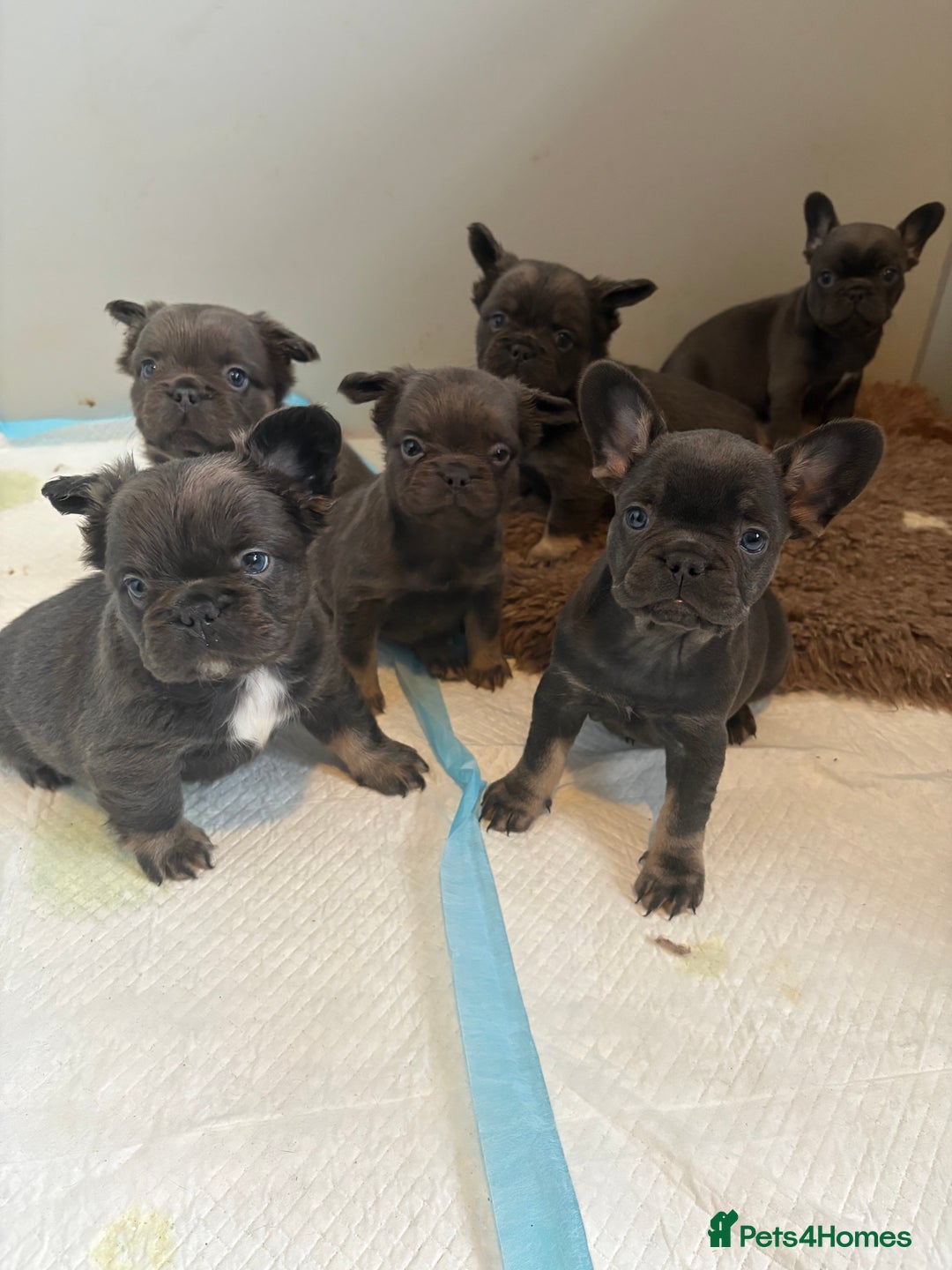 French Bulldog dogs for sale: French Bulldog Puppys - Advert 11