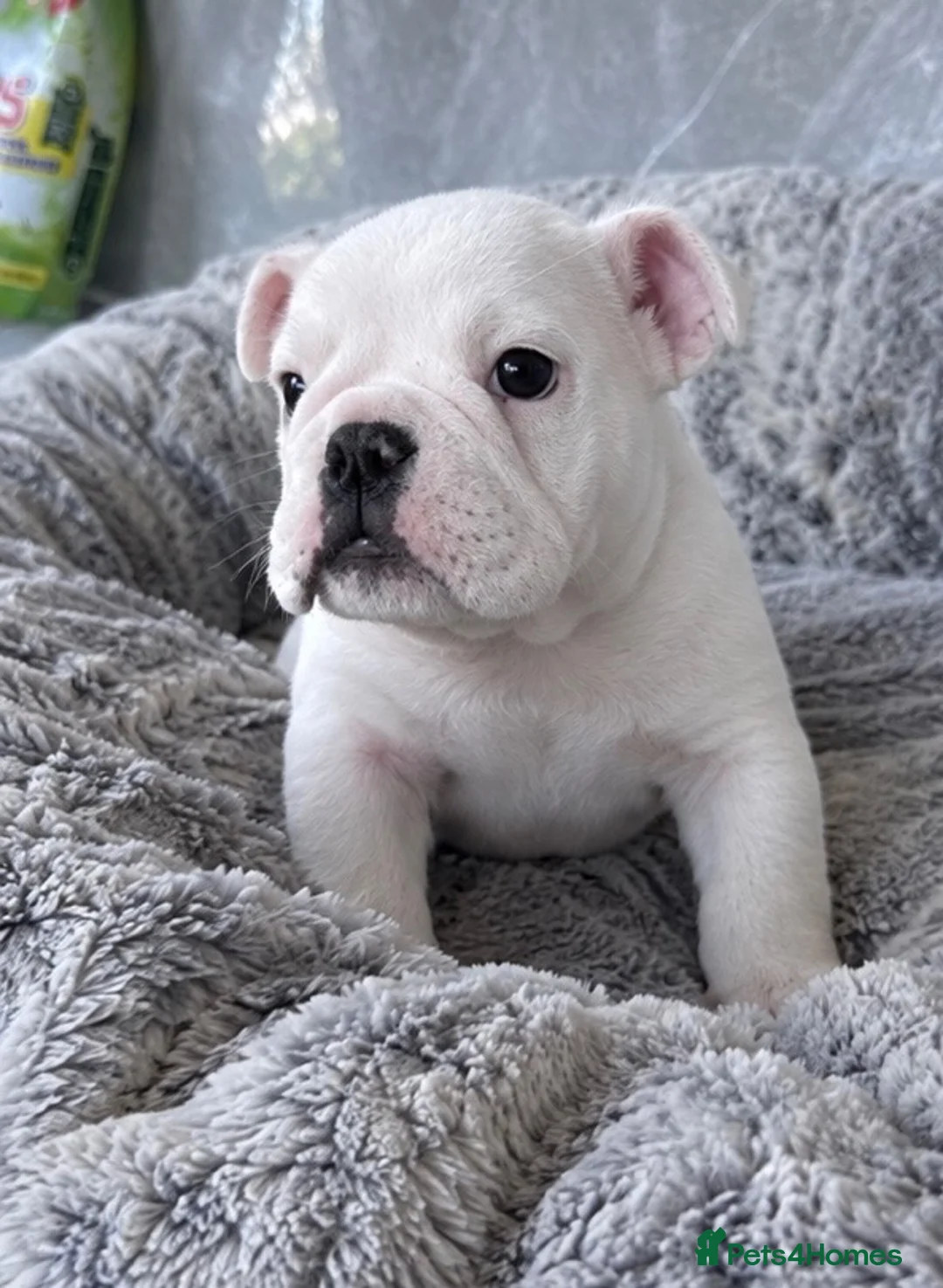 English Bulldog dogs for sale: LAST LITTLE GIRL AVAILABLE - READY NOW - Advert 2