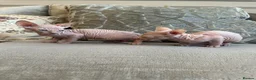 Sphynx cats for sale: Ready to leave now pink blue eyes Sphynx  - Advert 10