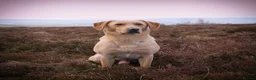 Labrador Retriever dogs for stud: OFTAW Carnochway Glamis  - Advert 7