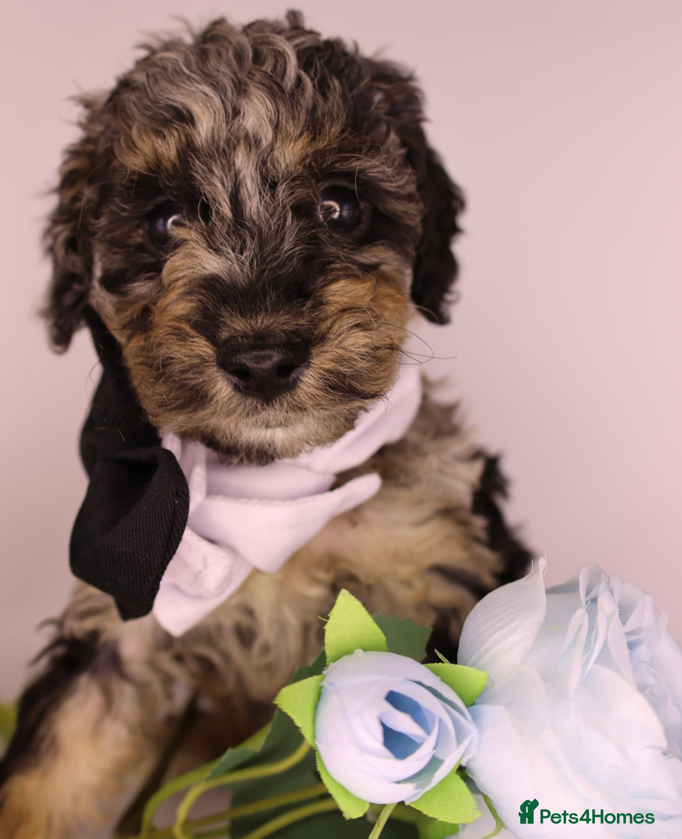 Cockapoo dogs Cute Miniature Cockapoo Babies READY NOW REDUCED - Advert 9