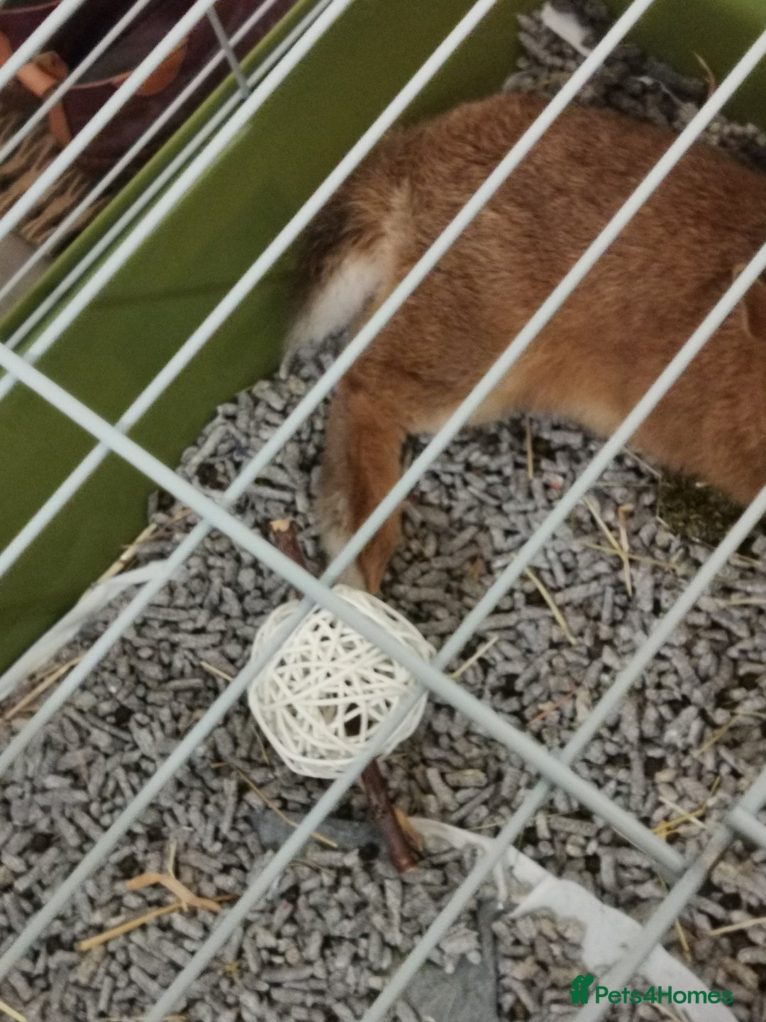 Netherland Dwarf rabbits for sale: Unique, Rare Red Fox Rabbit for sale - Advert 19