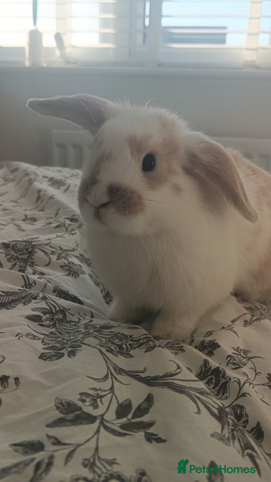 Mini Lop rabbits for sale: Adorable Mini Lop Baby Bunnies for sale - Advert 5