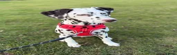 Dalmatian dogs for sale: Dalmatian male in Dundee - Advert 6