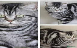 British Shorthair cats for sale: Little Man Waiting For His Forever Home! So Cuddly - Image 7