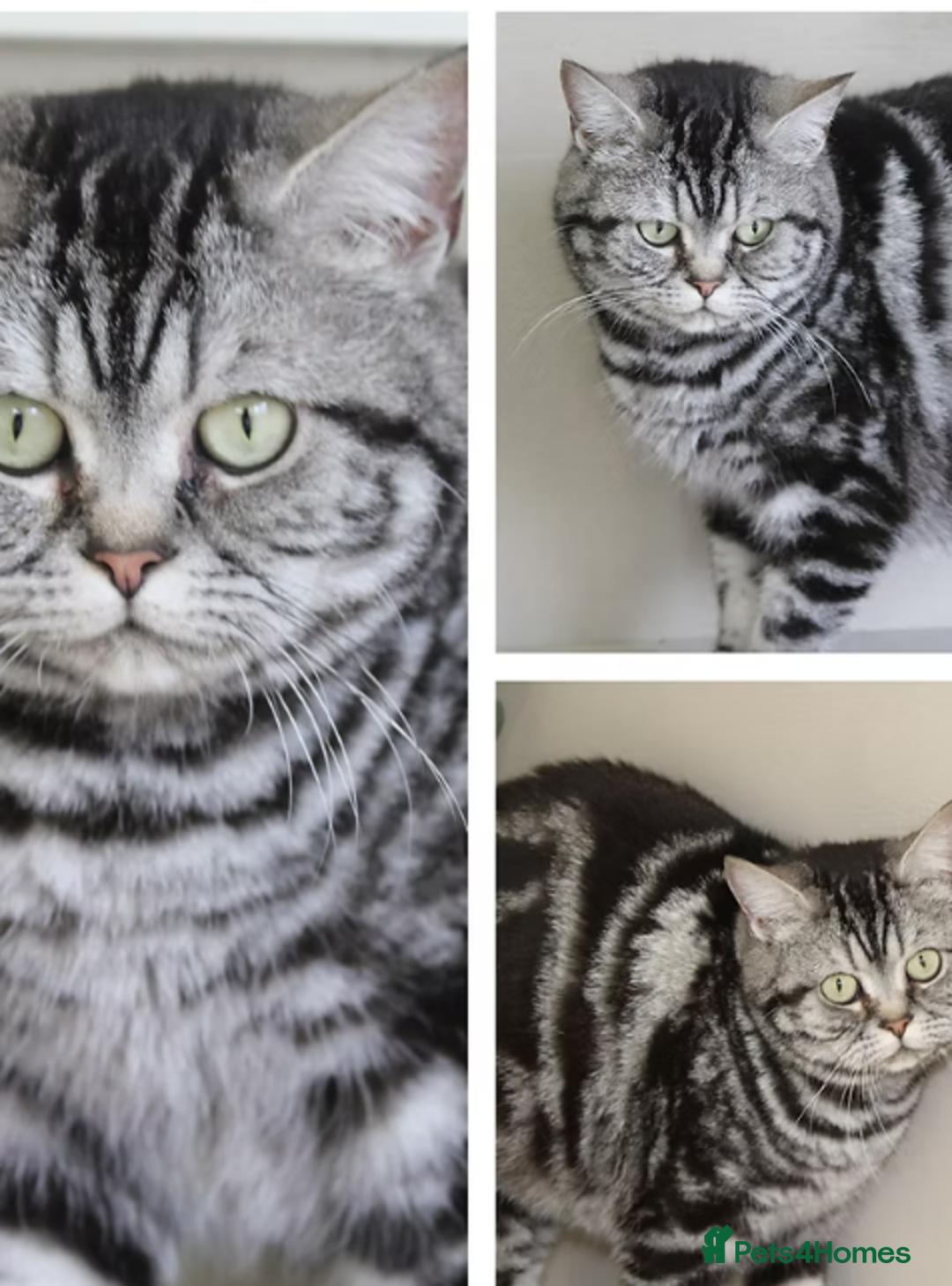 British Shorthair cats for sale: Little Man Waiting For His Forever Home! So Cuddly - Image 7