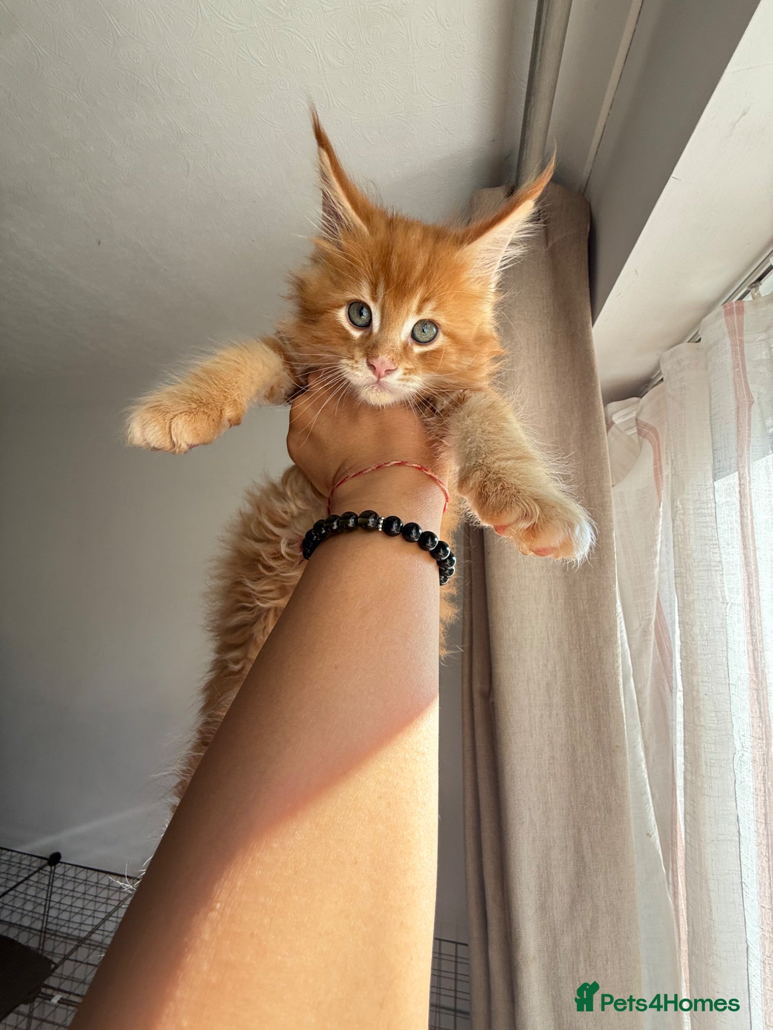 Maine Coon cats Rare beautiful reds, creams and blue Maine Coons - Advert 10