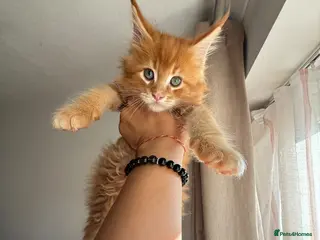 Maine Coon cats Rare beautiful reds, creams and blue Maine Coons - Advert 10