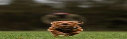 Cockapoo dogs for stud: Male Red Cockapoo Stud in Coventry - Advert 14