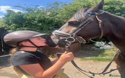 Welsh Section D horses for sale: Welsh section D gelding STAR for sale bay 13.2h - Image 4