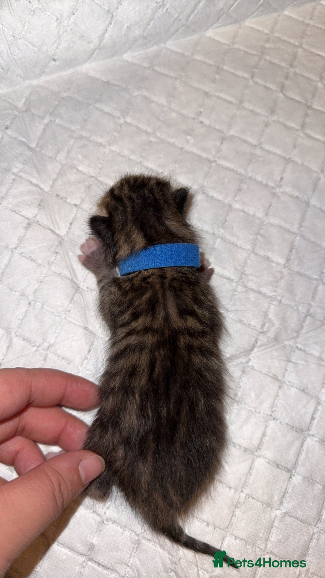 Bengal cats for sale: 10 Beautiful Bengal Kittens - Image 5