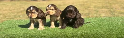 Cocker Spaniel dogs for sale: Beautiful litter of qauilty show type cockers  - Advert 12