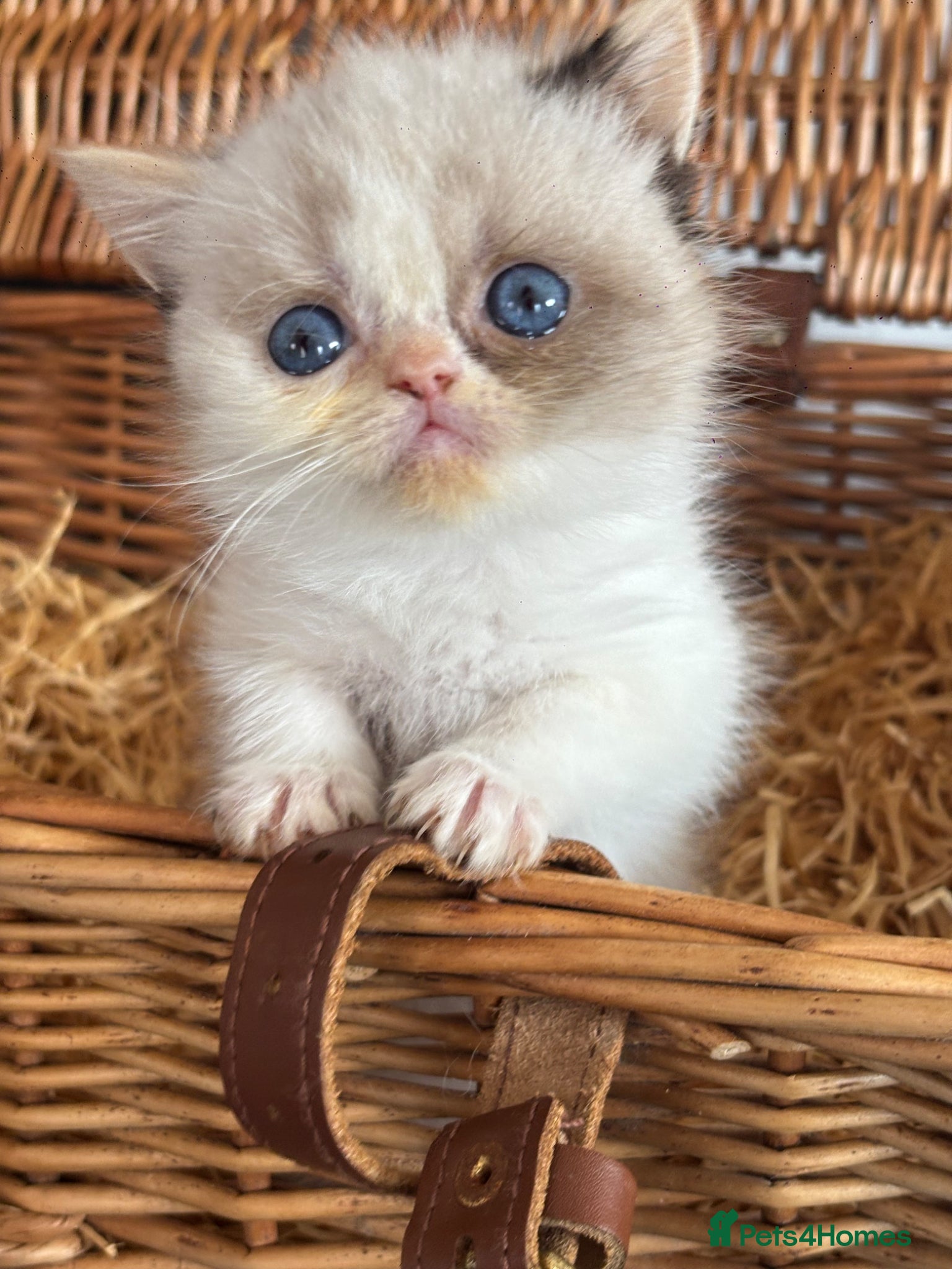 Exotic cats Wooly whiskers chattery exotic female  - Advert 6