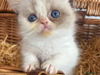 Exotic cats Wooly whiskers chattery exotic female - Advert 1