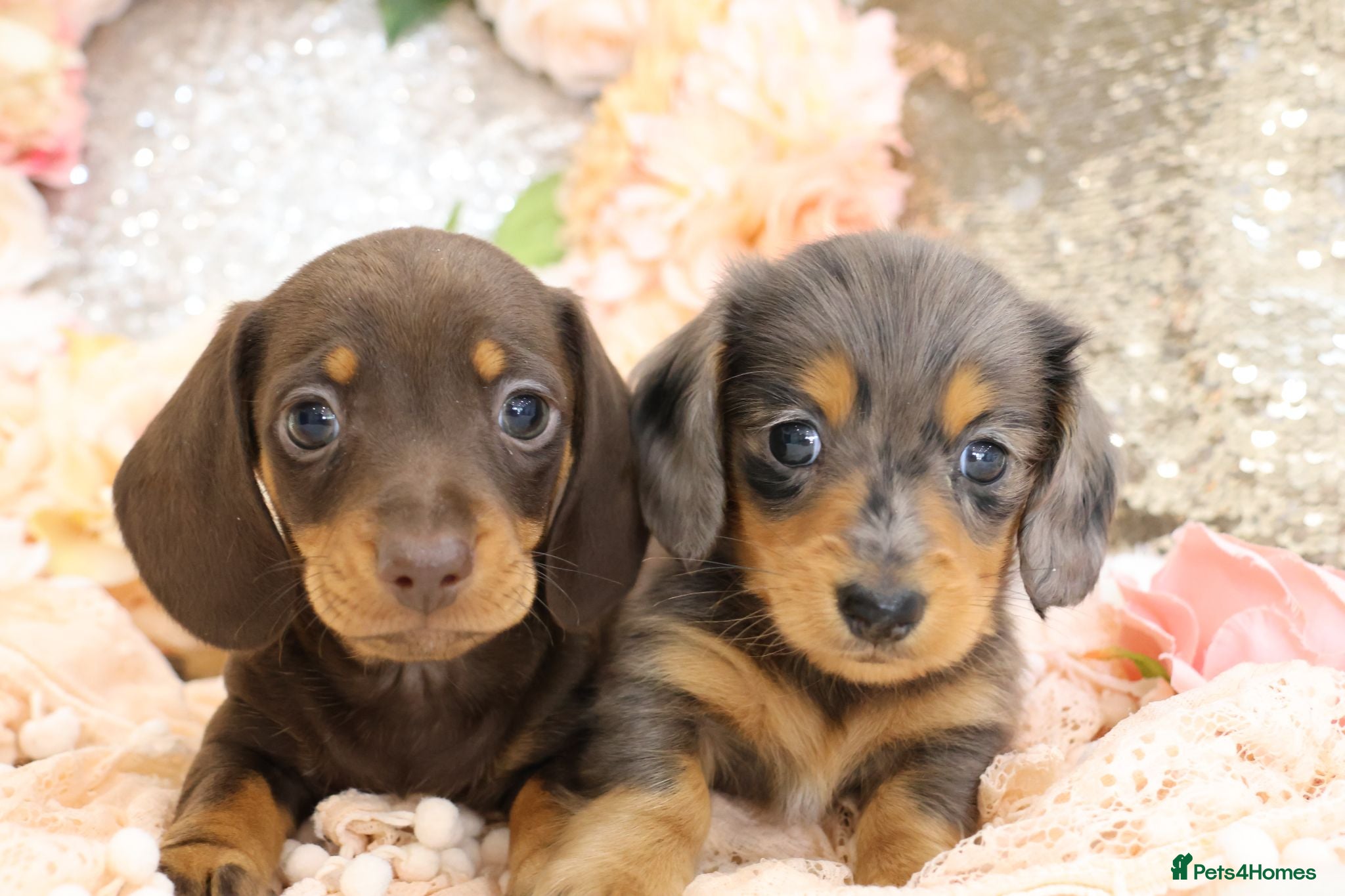 Miniature Dachshund dogs Miniature Dachshund Puppies - Advert 2