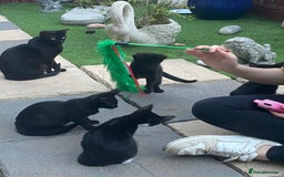 Mixed Breed cats for sale: Mixed breed kittens - Image 8
