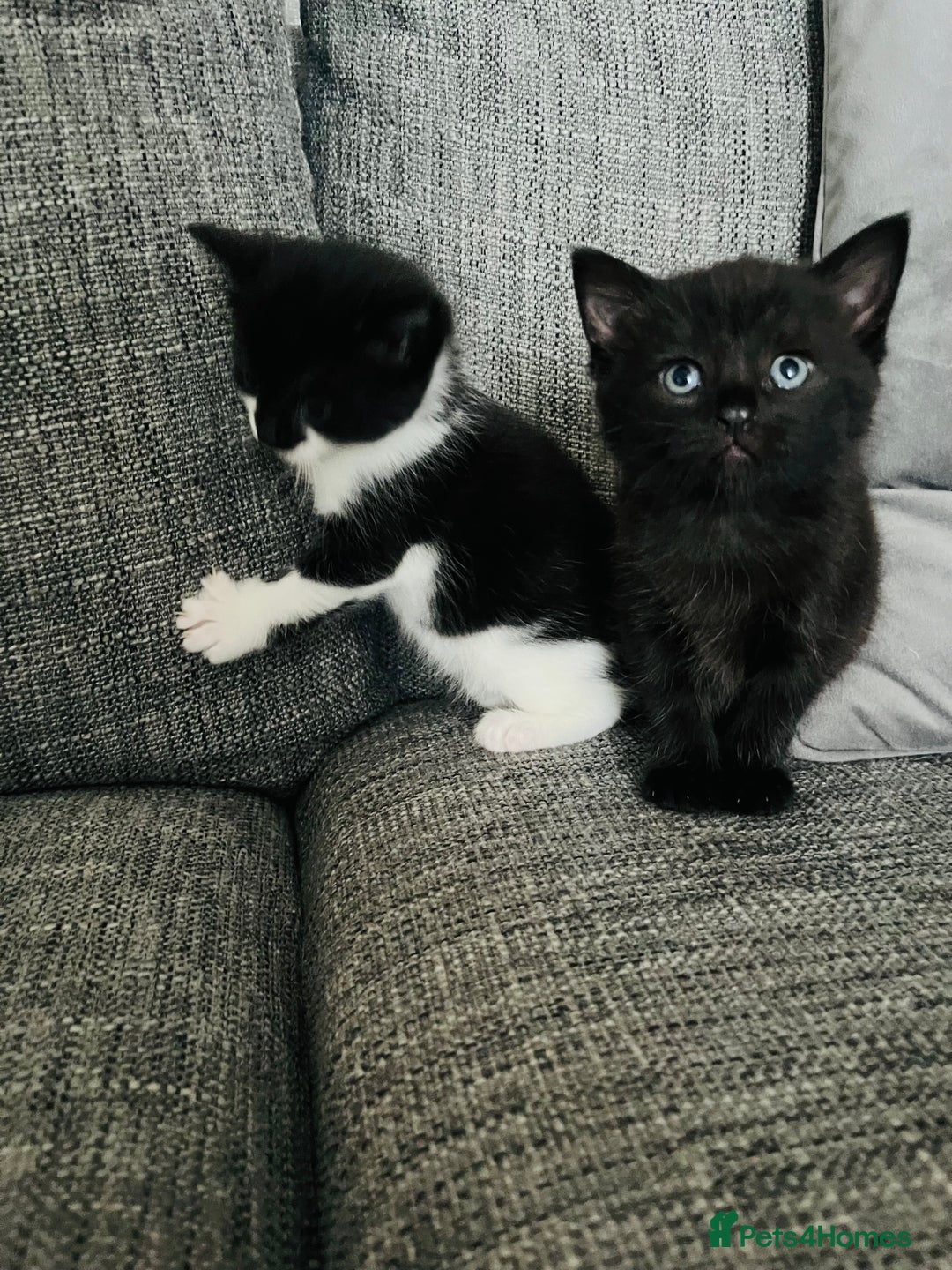Mixed Breed cats for sale: Kittens half Russian blue  - Image 8