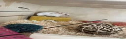 Hamster rodents for sale: Hamster for sale asap  in Scarborough - Advert 4