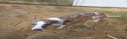 Whippet dogs for sale: Whippet Puppies - Advert 8