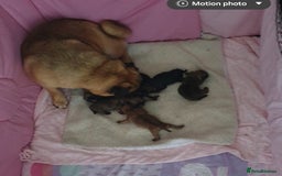 Pug dogs for sale: 2 x Apricot males - Image 7