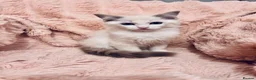 Ragdoll cats for sale: Degruchi Cattery has show quality kittens for sale in Petersfield - Advert 5