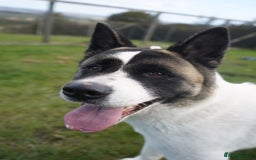 Akita dogs for adoption: Freya - Image 1