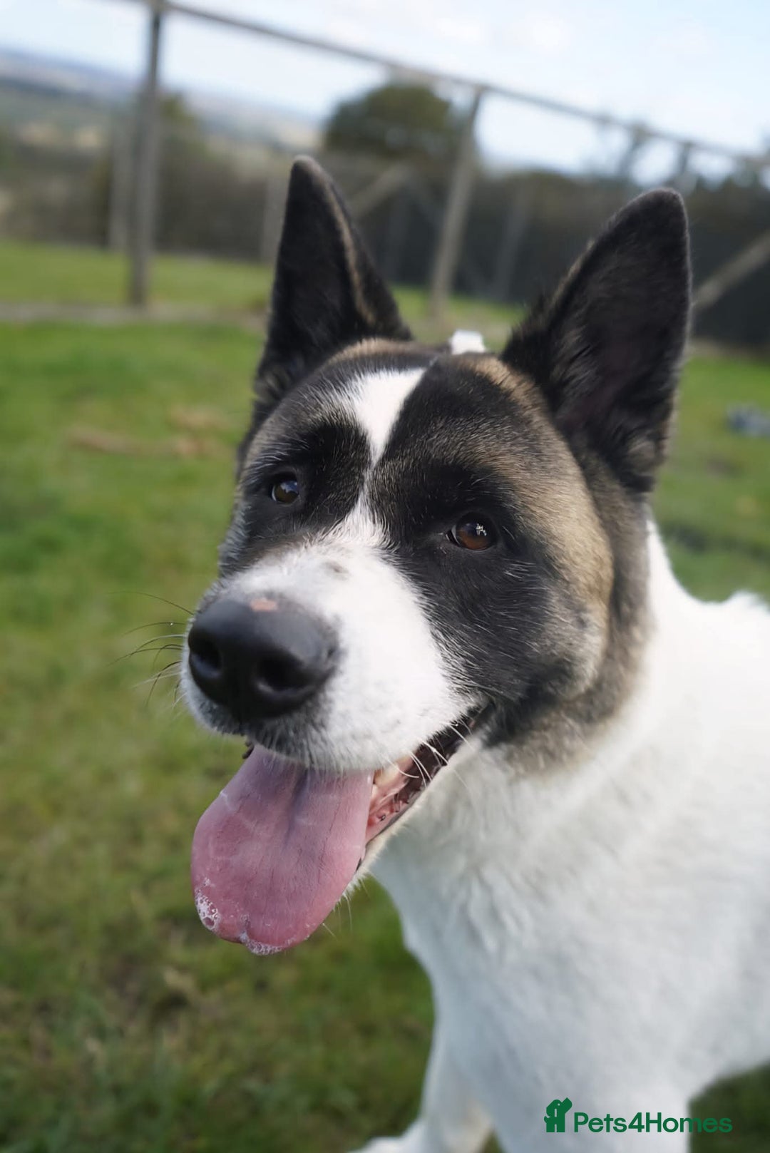 Akita dogs for adoption: Freya - Image 1