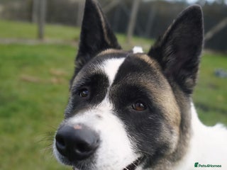 Akita dogs Freya - Advert 18