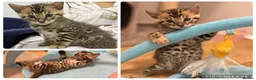 Bengal cats for sale: Amazing pedigree Bengal kitten  - Advert 1